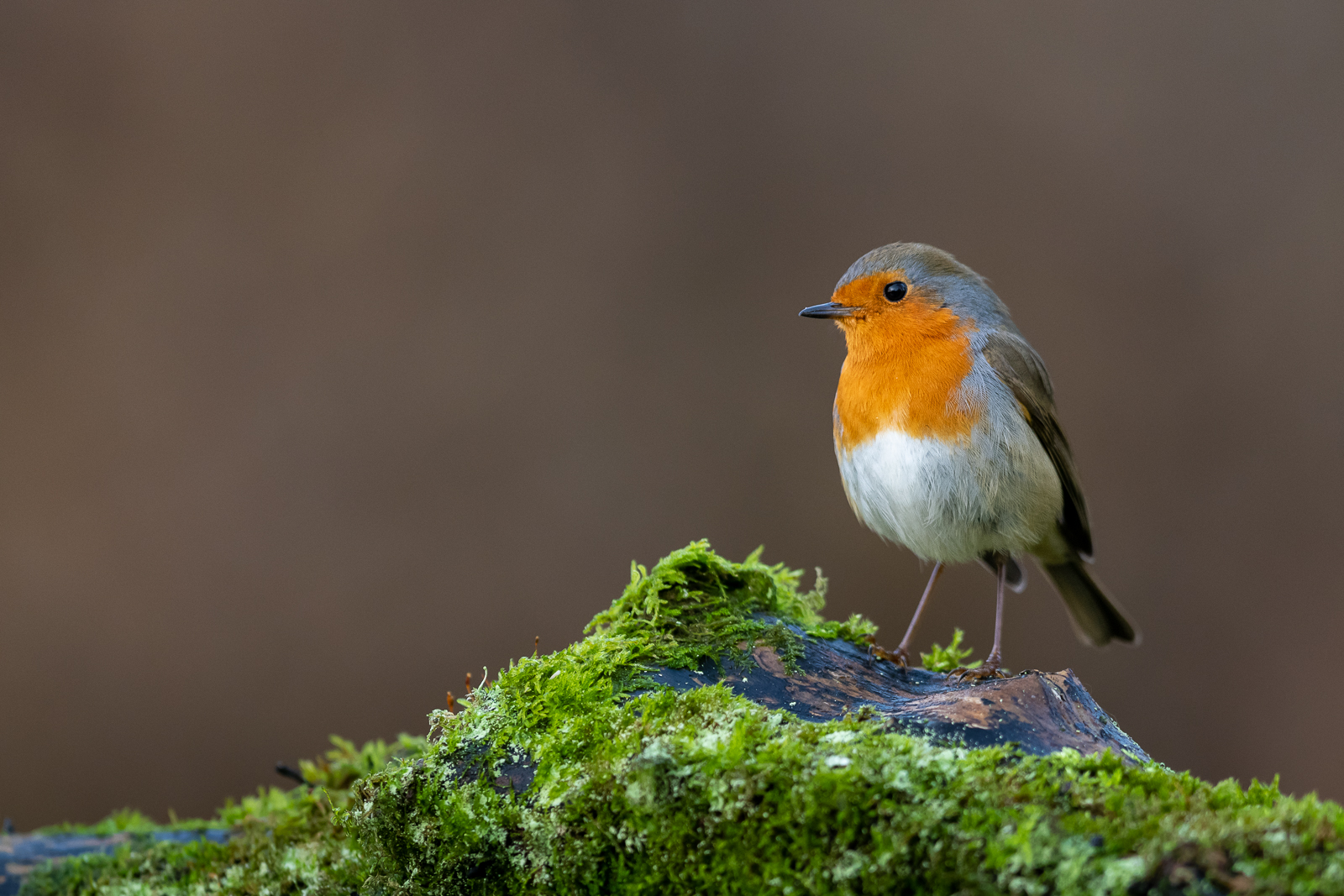 Red Robin on a mossy log
