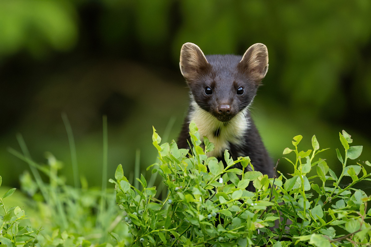 Portrait of the pine marten