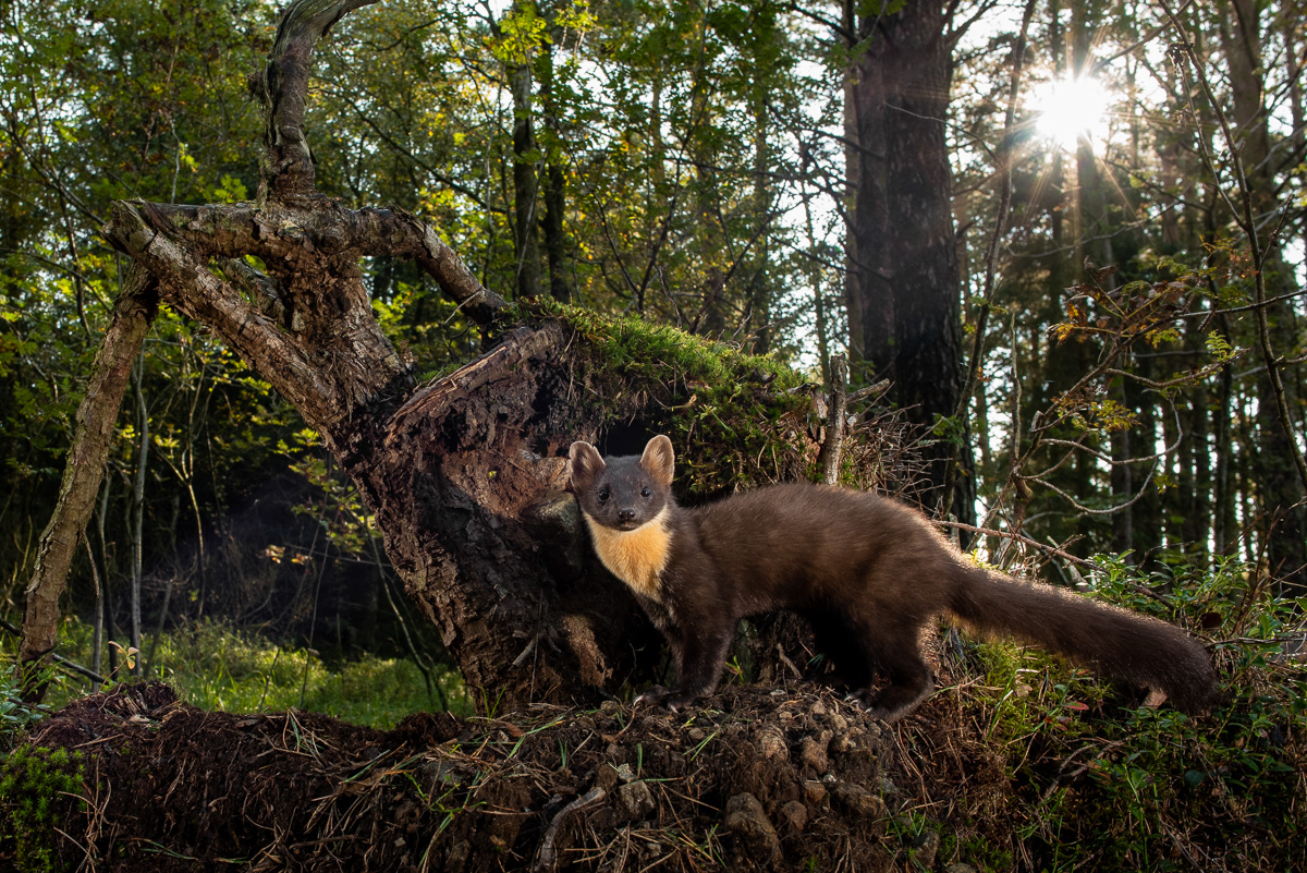 Marten in the sunlight
