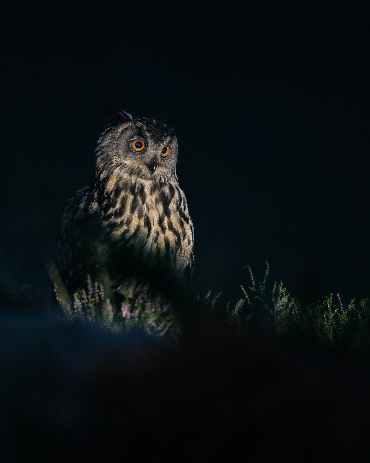 Night portrait of the eagle owl