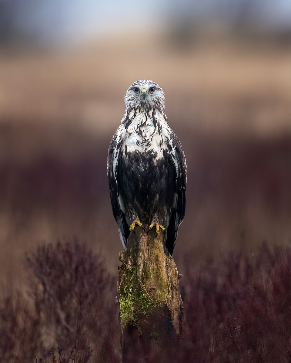 Eye contact with the rough-legged buzzard