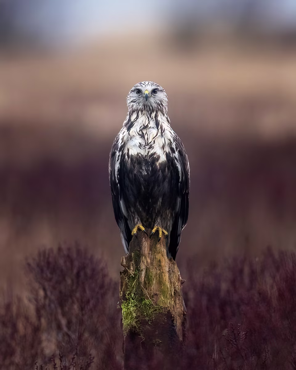 Eye contact with the rough-legged buzzard