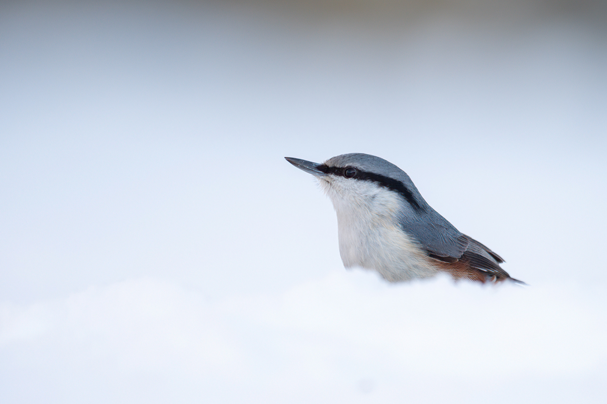 Nuthatch in the snow
