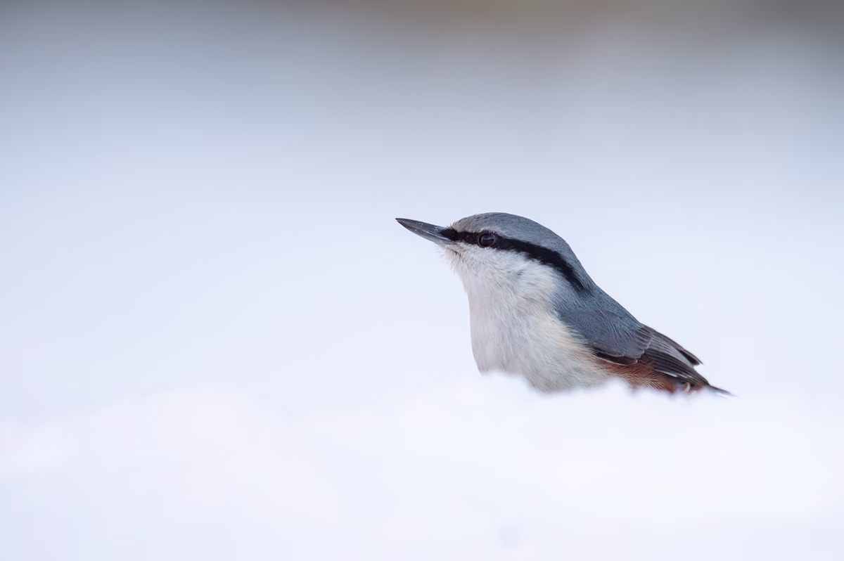 Nuthatch in the snow