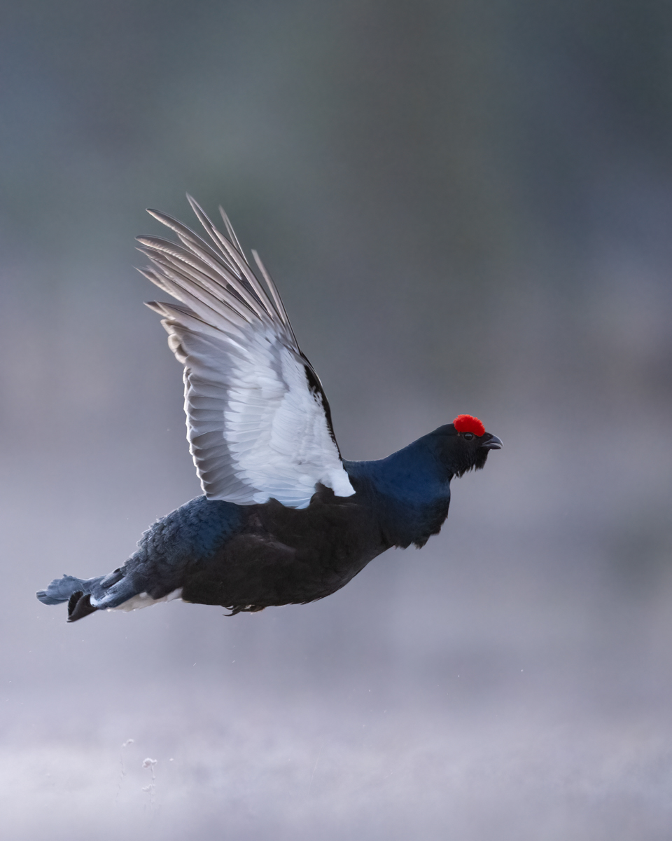 Black grouse in flight