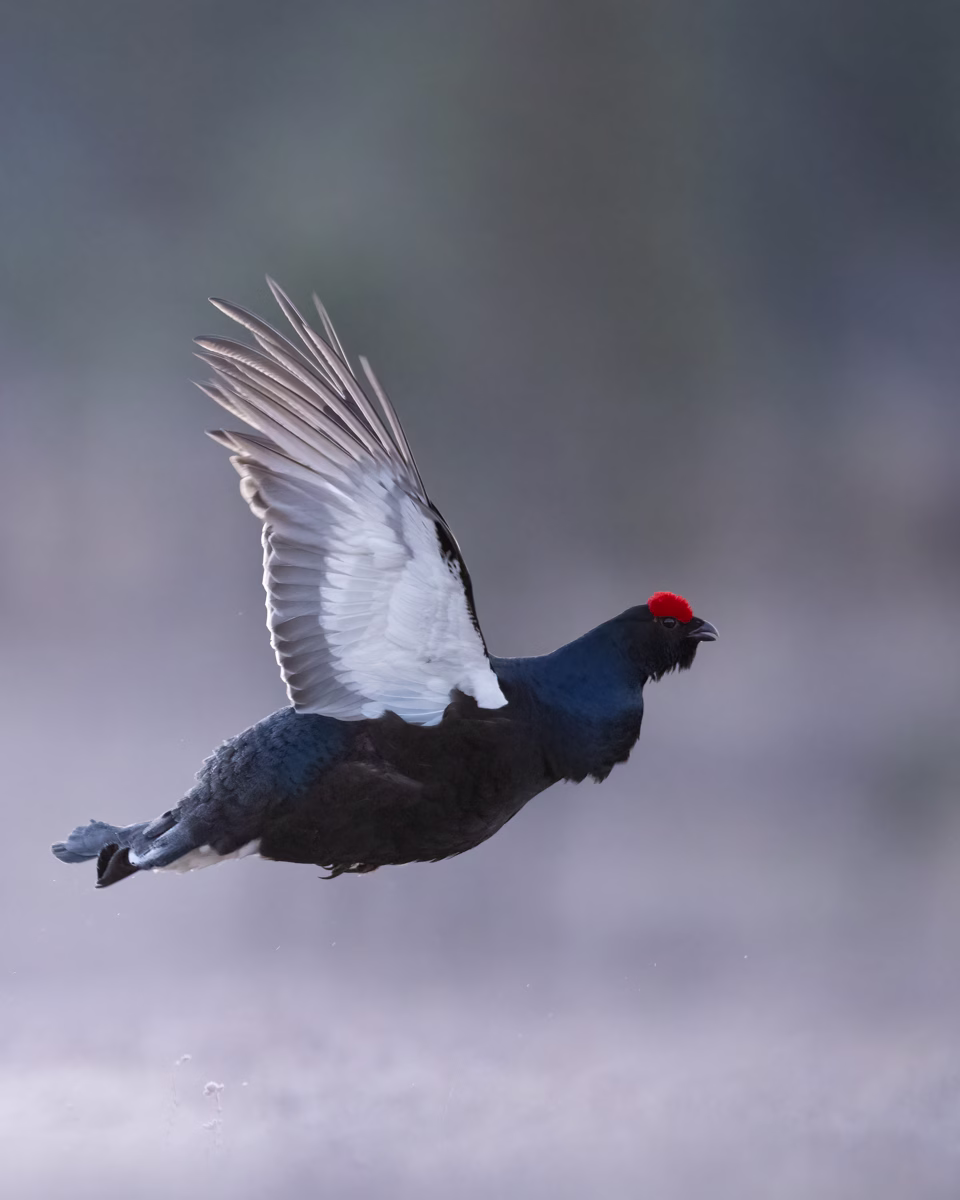 Black grouse in flight