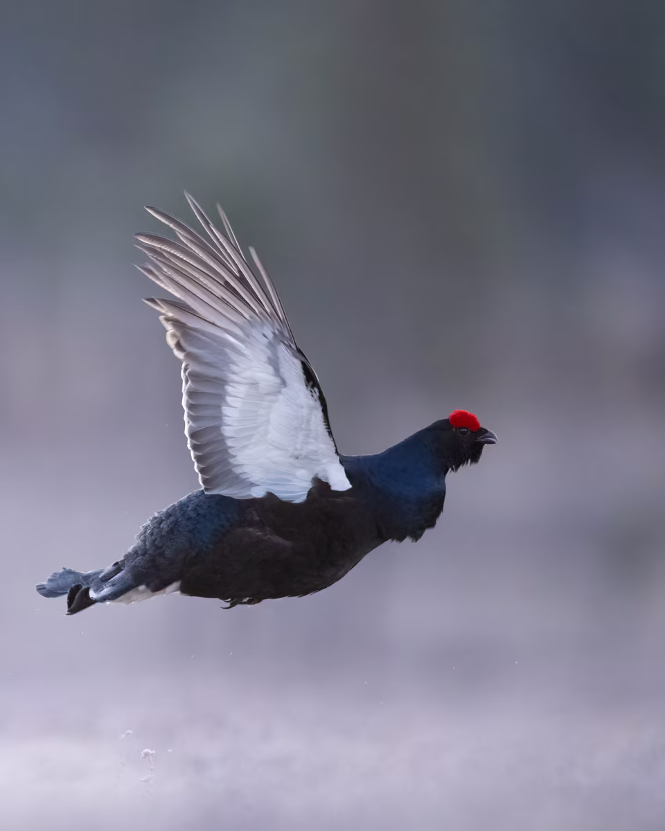 Black grouse in flight