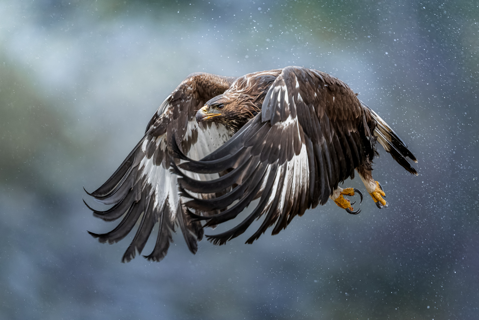 A young golden eagle in flight a rainy day