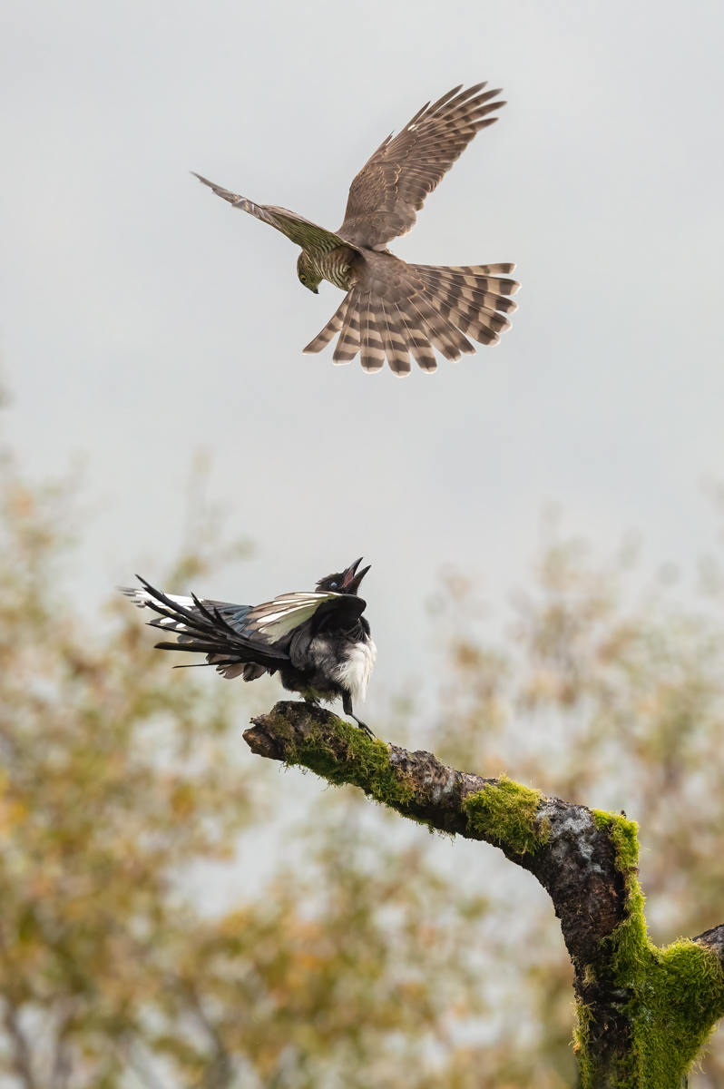 Sparrowhawk attacking a startled magpie