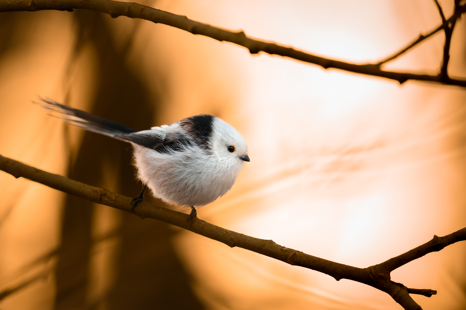 Long-tailed tit in warm light