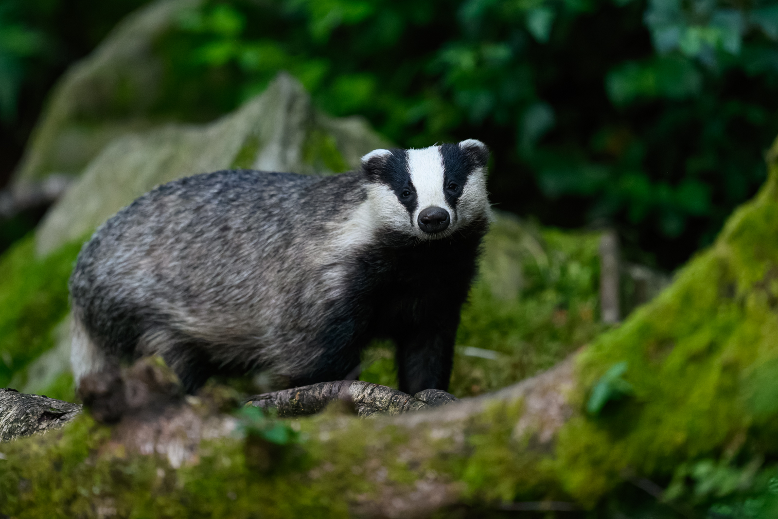 Badger approaching silently