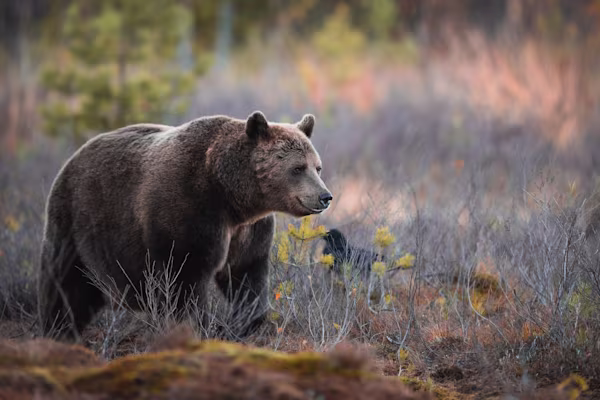 Brown bear in the autumn forest
