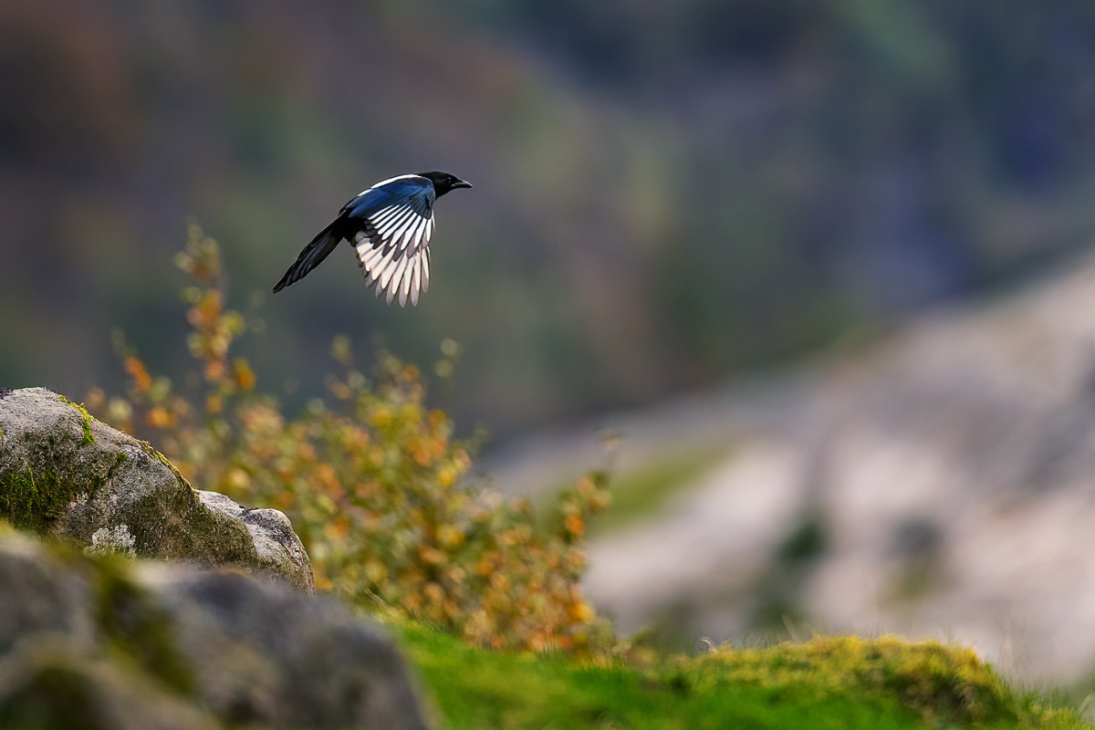 Magpie in autumn landscape