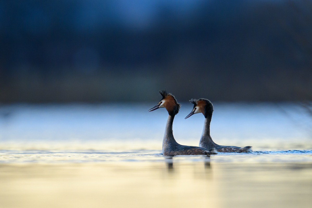 Great crested grebes in the blue hour