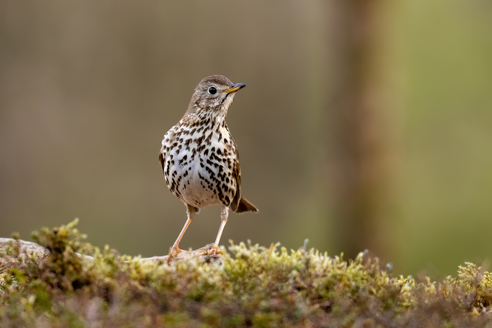 Song thrush looking around