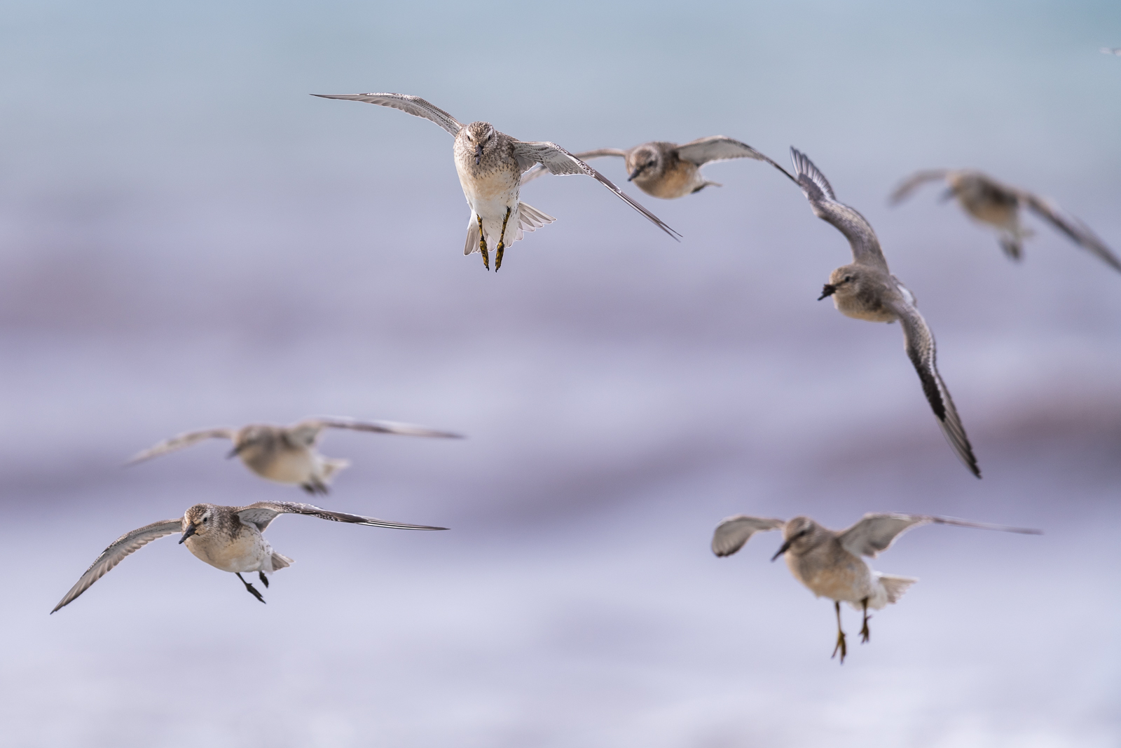 Red knots in for landing
