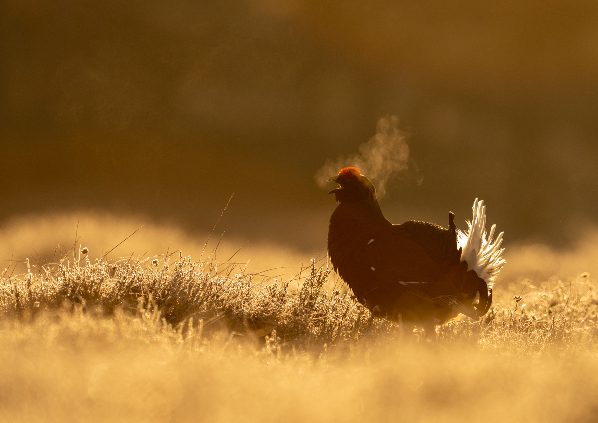 Black grouse in golden light