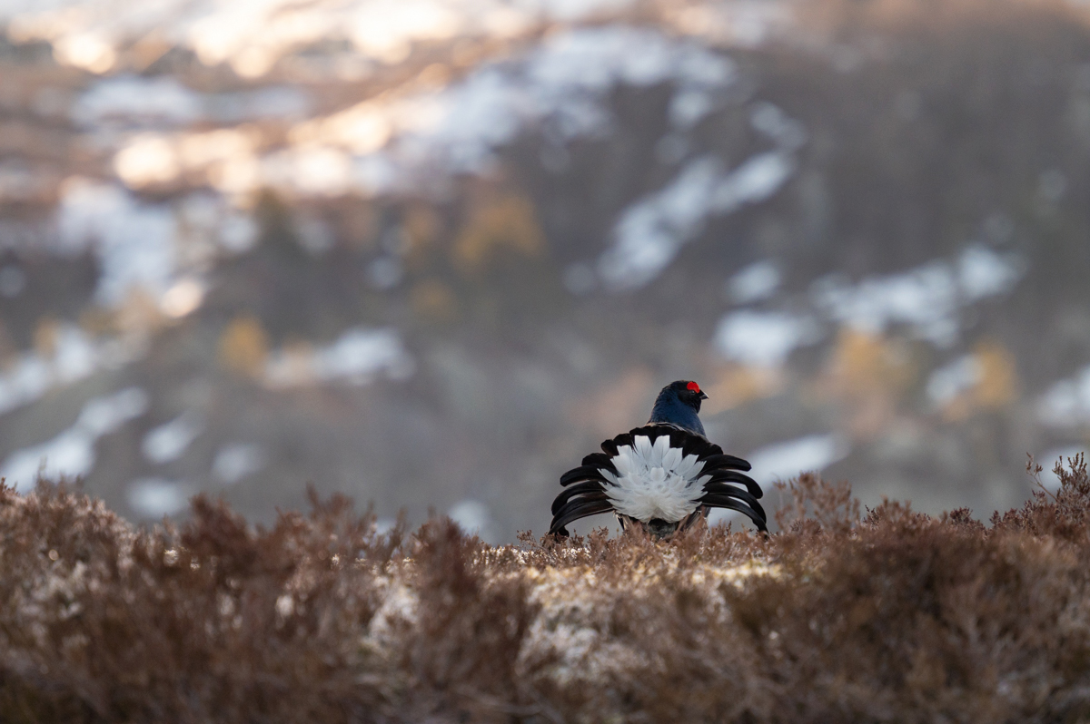 Black grouse in the mountains