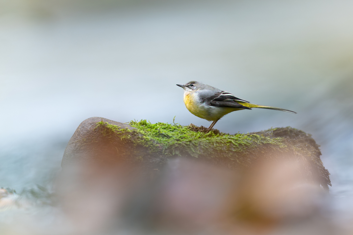 Grey wagtail in moving water
