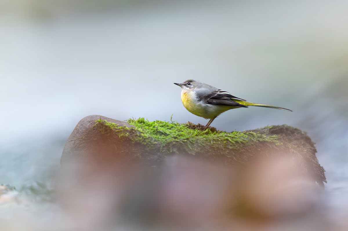 Grey wagtail in moving water