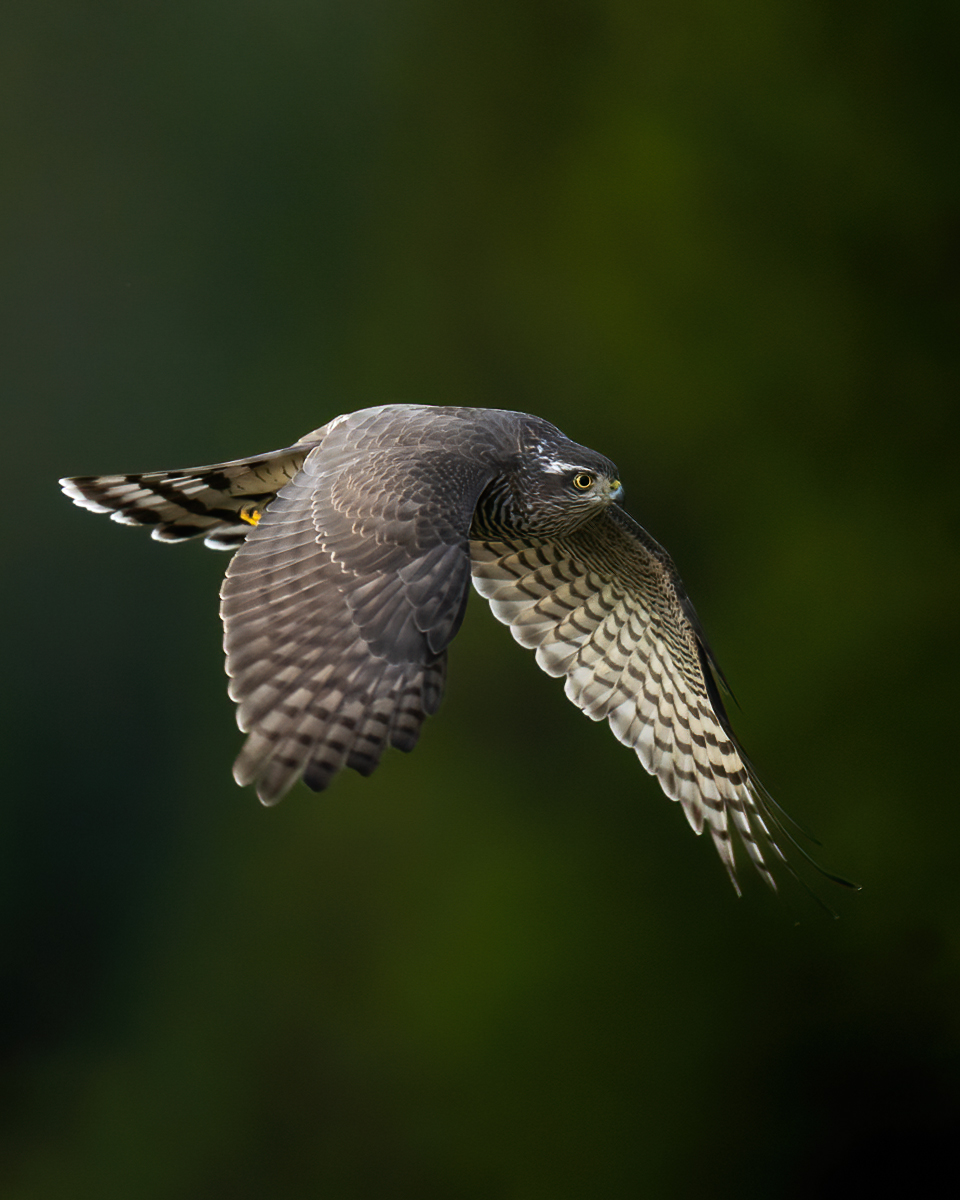 Sparrowhawk in hunting mode