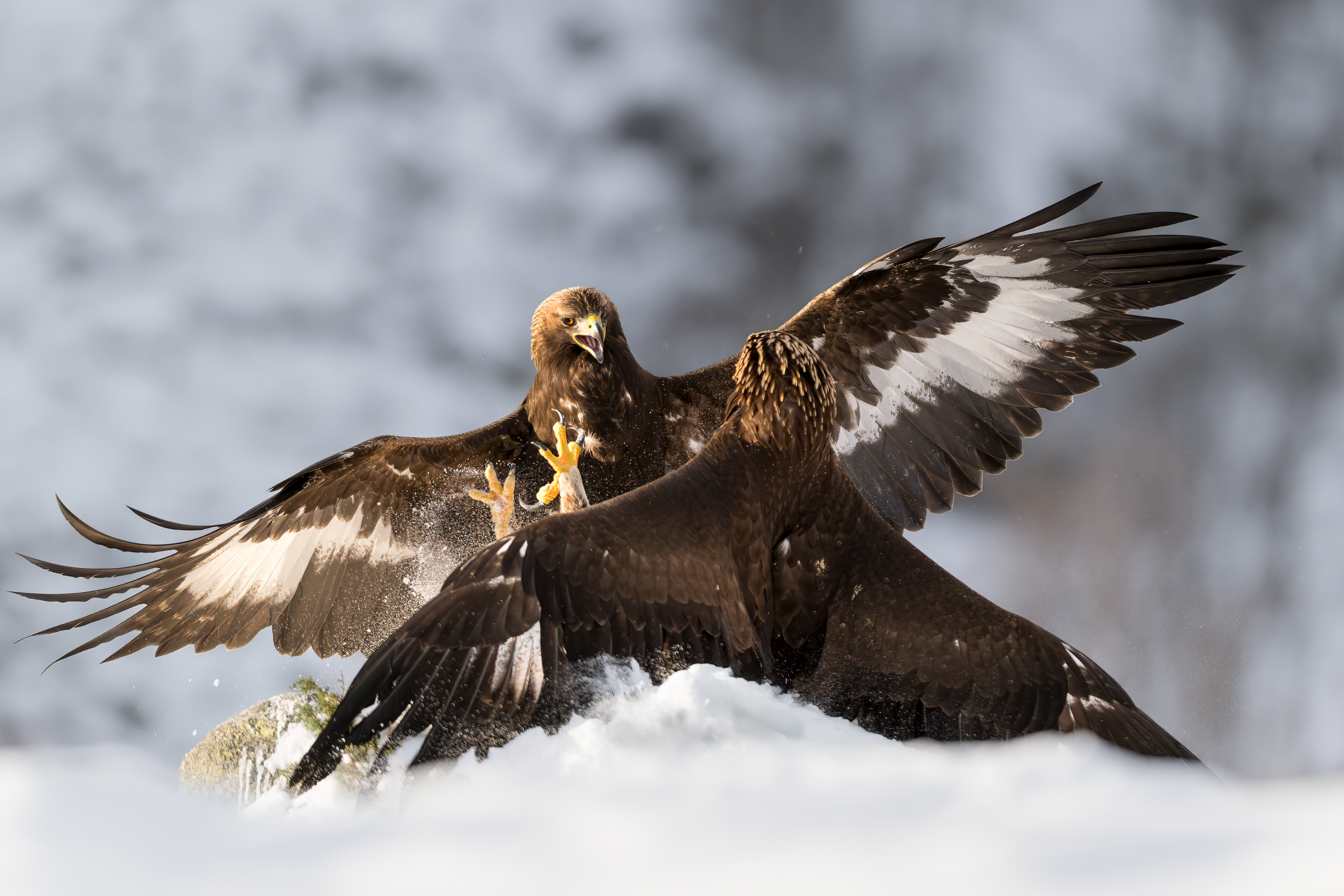 Fighting golden eagles