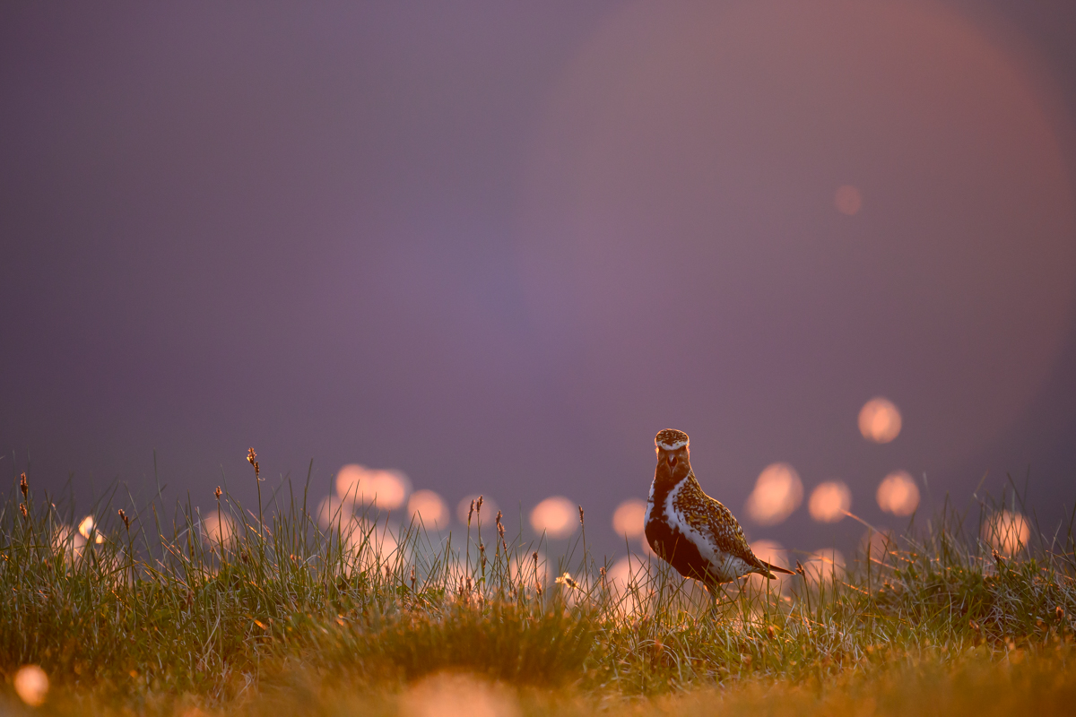 Golden plover in the last light