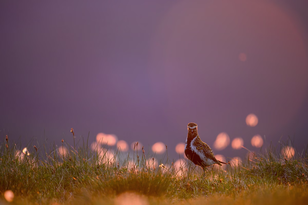 Golden plover in the last light