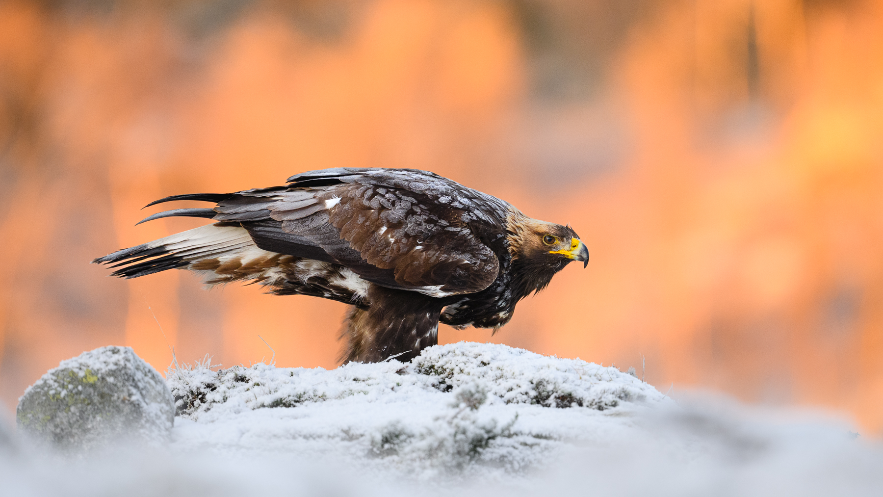 Golden eagle in the golden sunrise