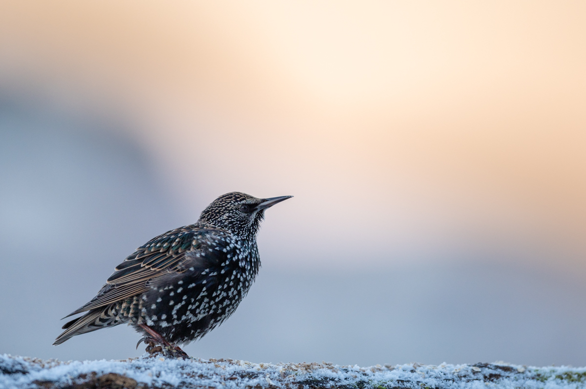 Starling in soft winter light