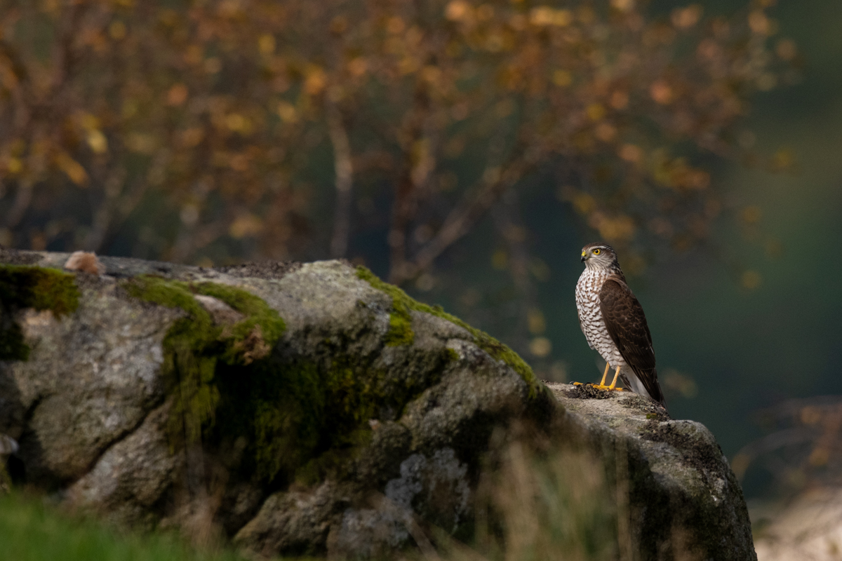 Sparrowhawk resting on the rock