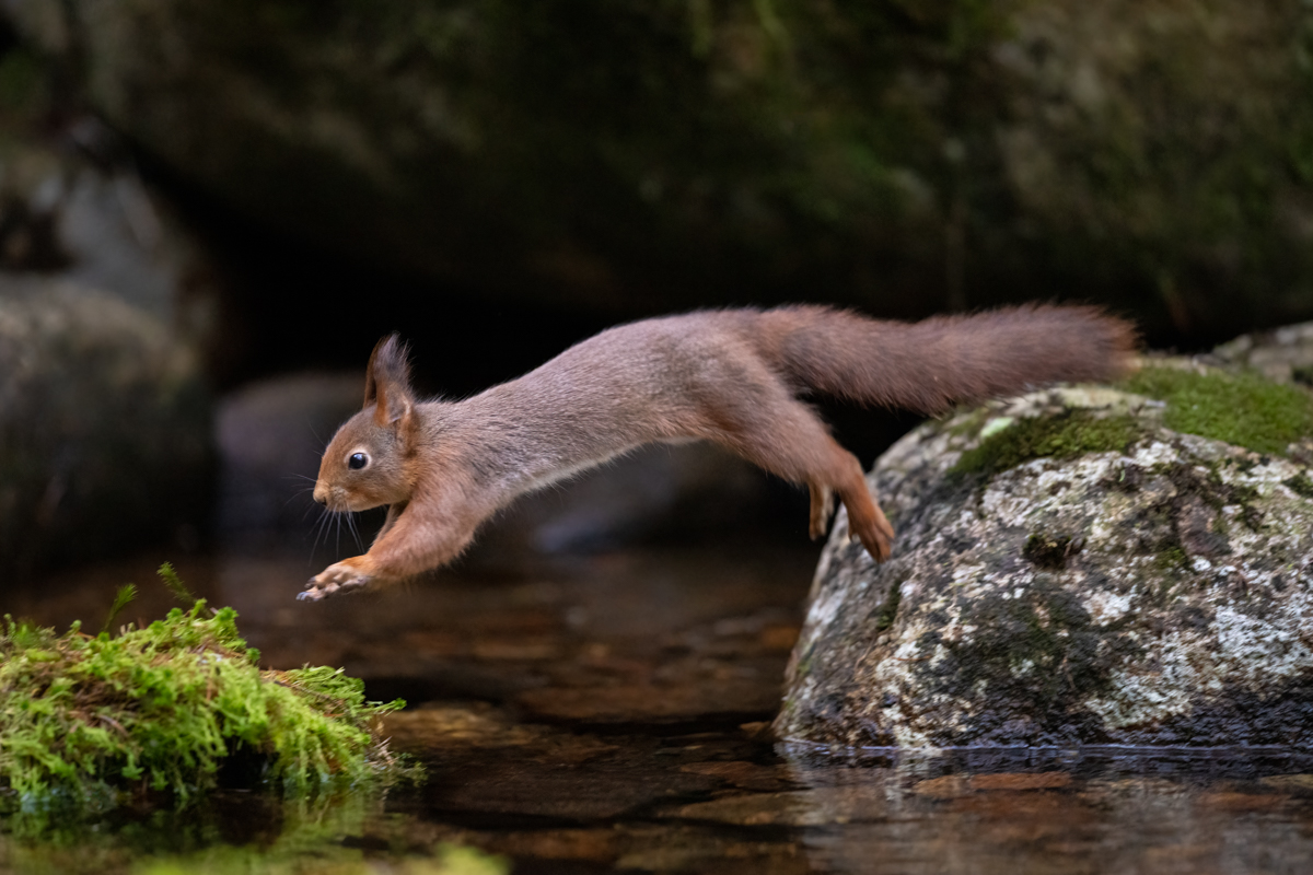Squirrel jumping over the creek
