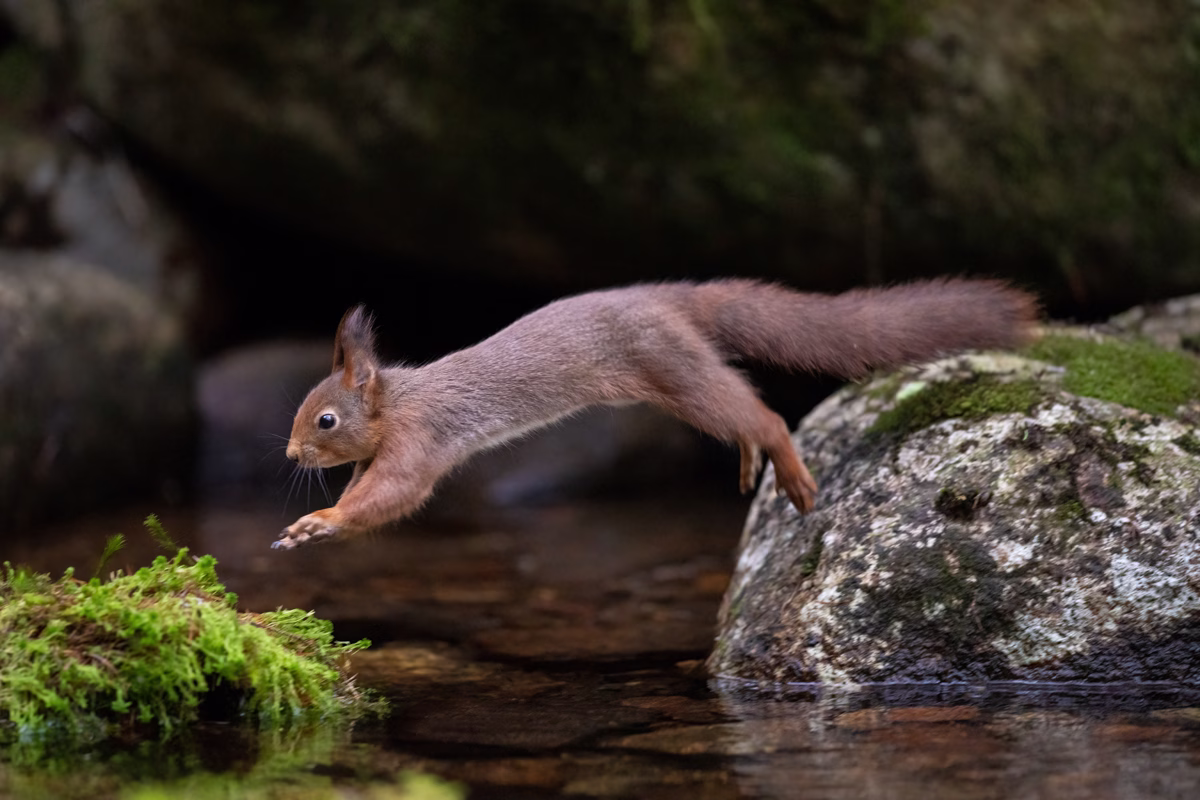 Squirrel jumping over the creek