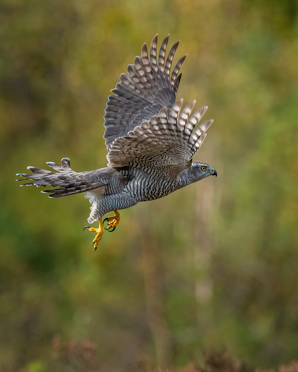Goshawk in flight in the autumn forest