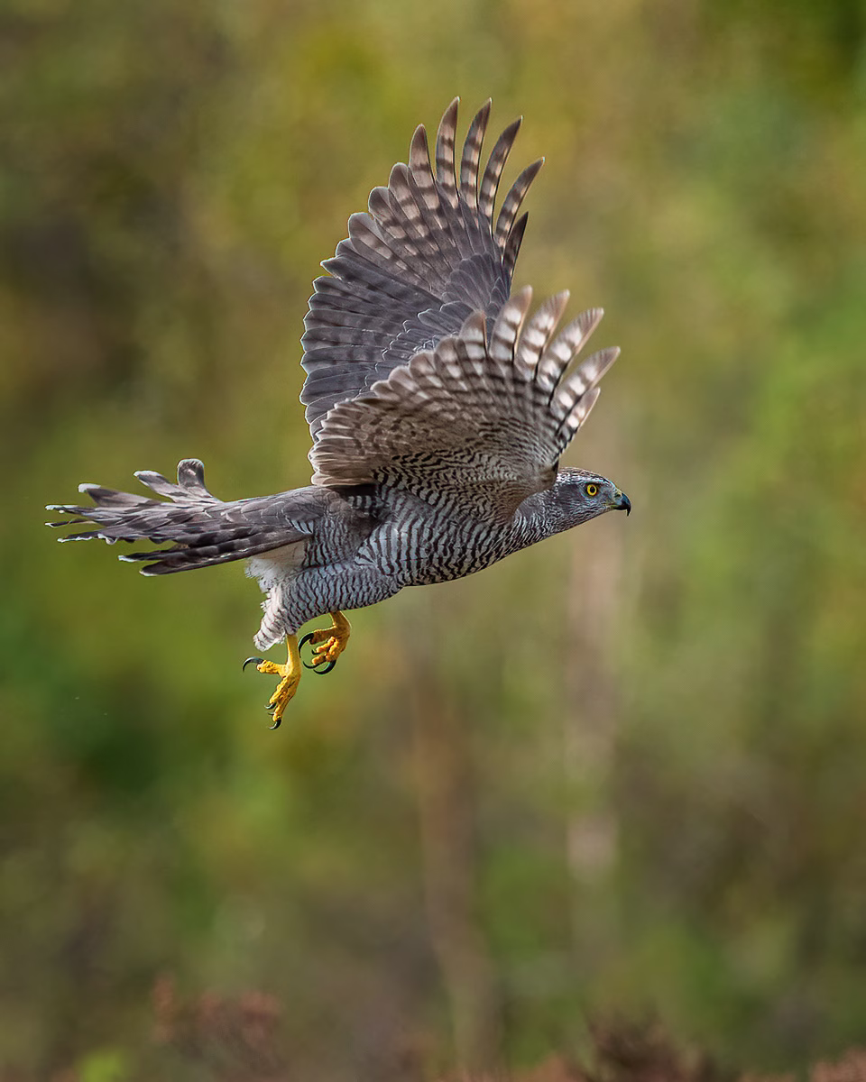 Goshawk in flight in the autumn forest