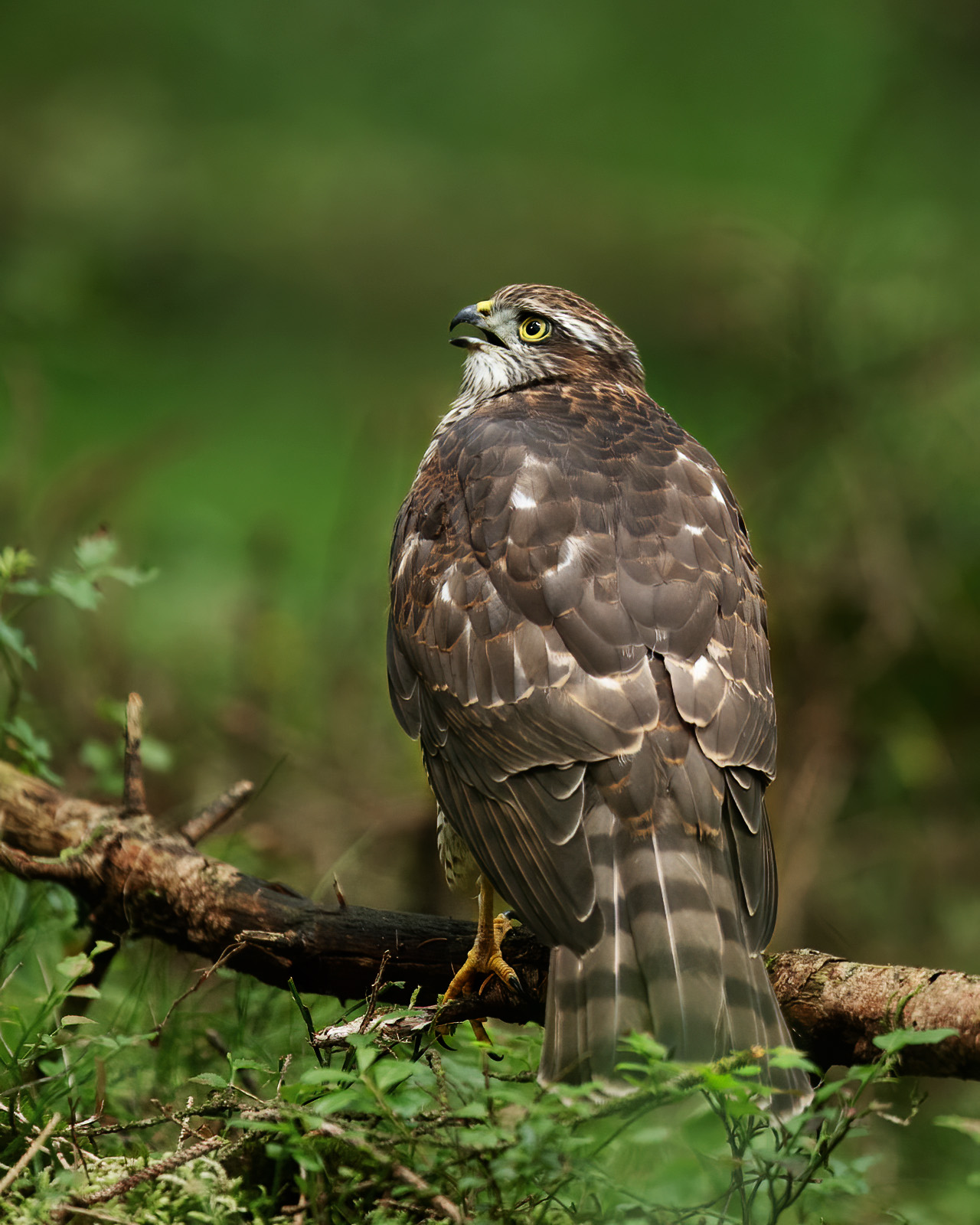 Sparrowhawk looking up