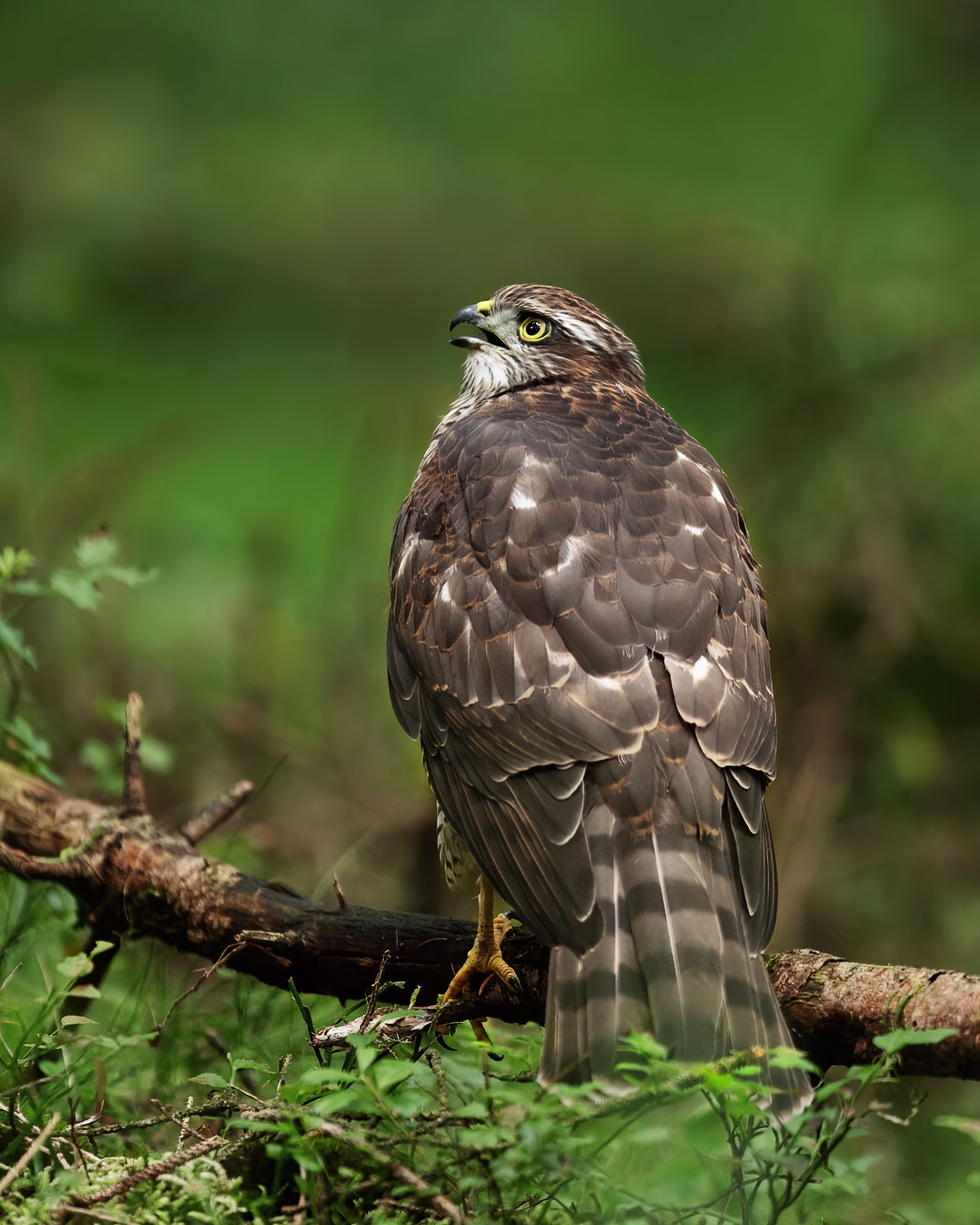 Sparrowhawk looking up