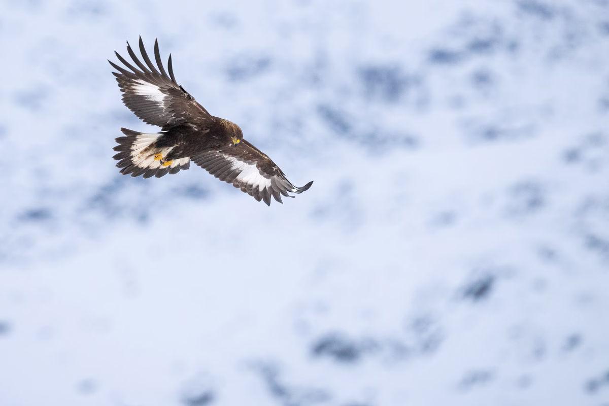 Golden eagle in the snowy mountains