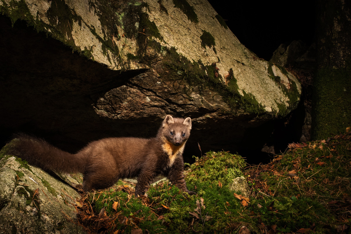 Pine marten in winter coat