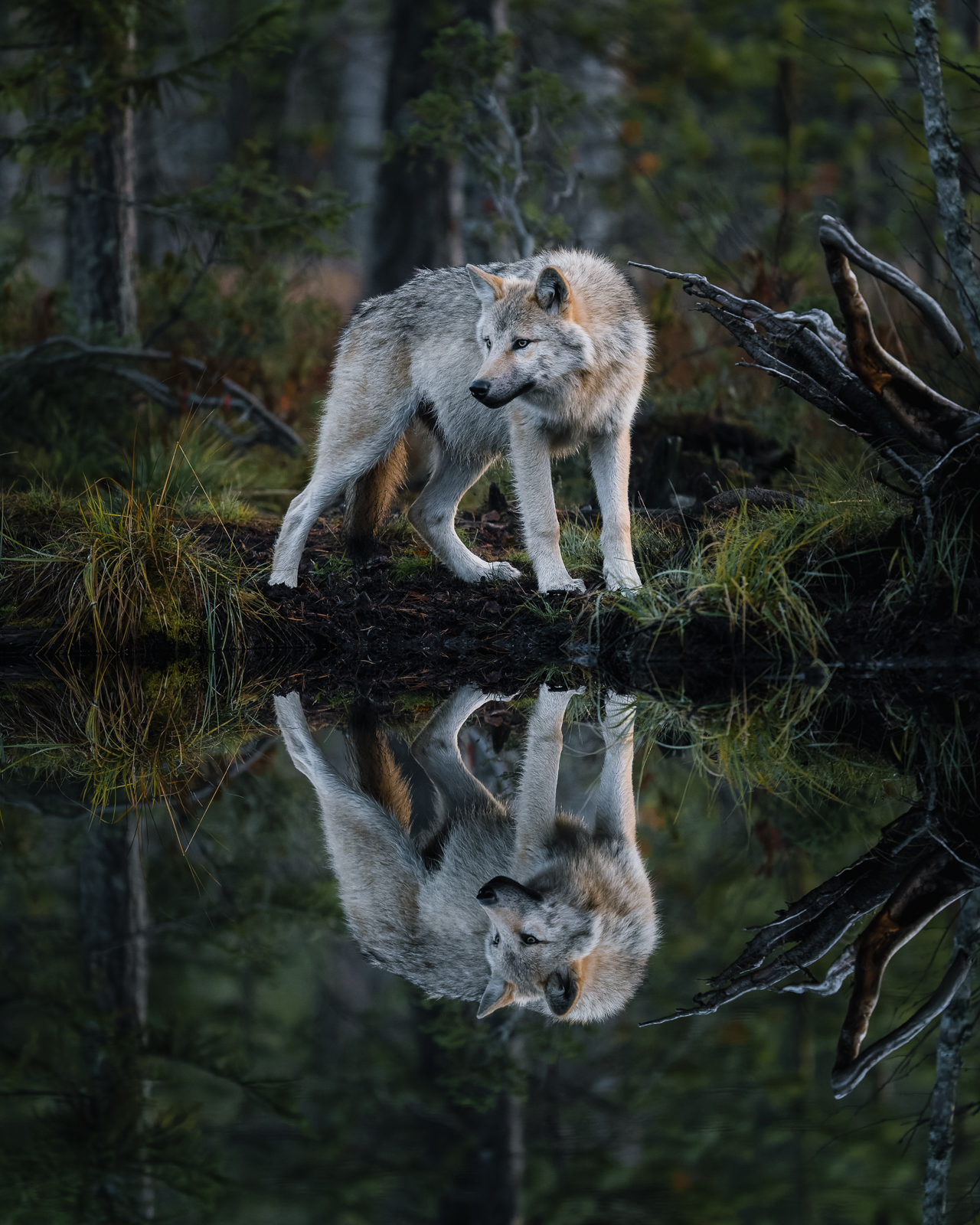 A perfect reflection of the grey wolf