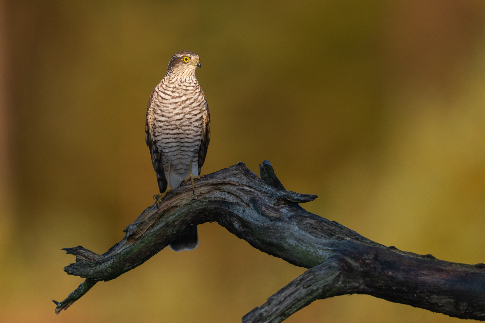 Sparrowhawk at sunrise