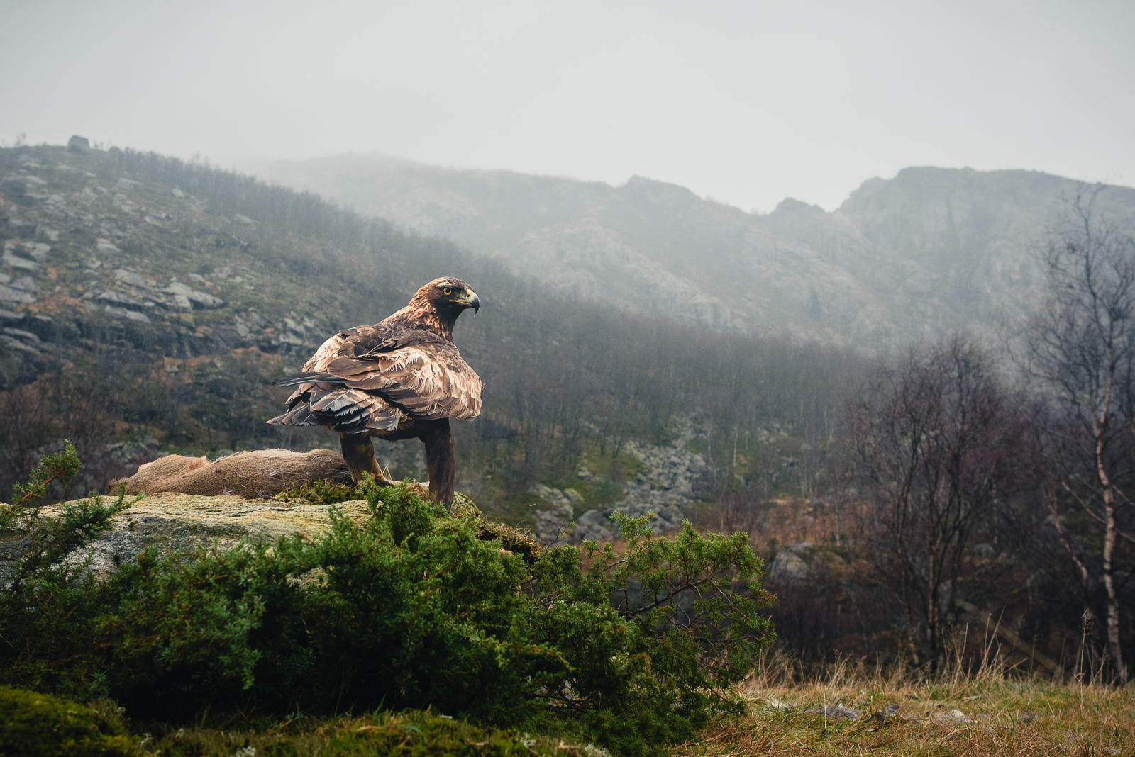 Golden eagle in the autumn mountain