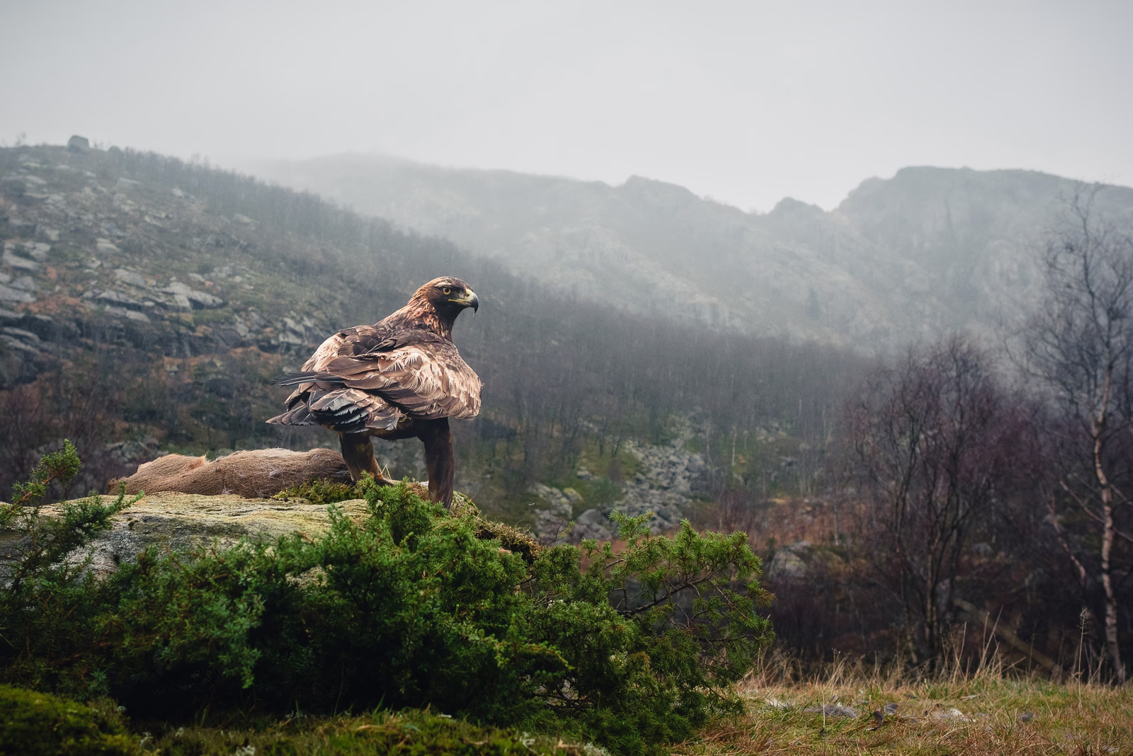 Golden eagle in the autumn mountain