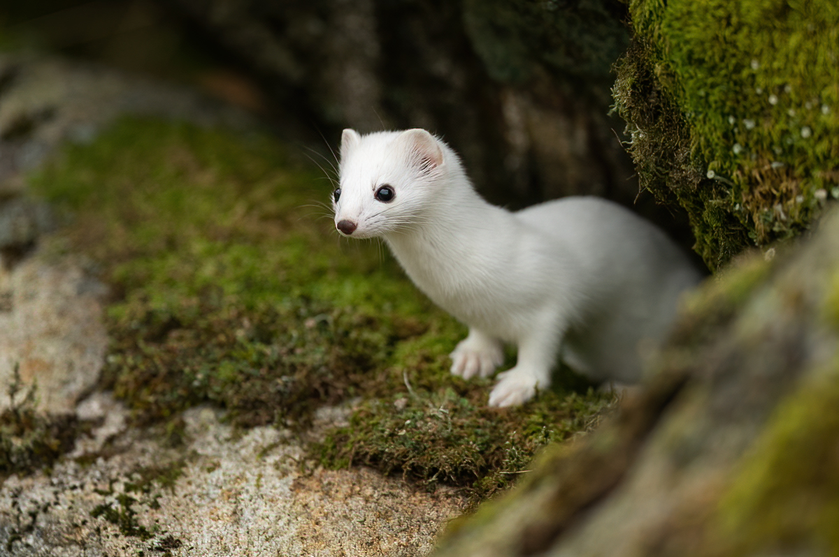 Stoat in white wintercoat