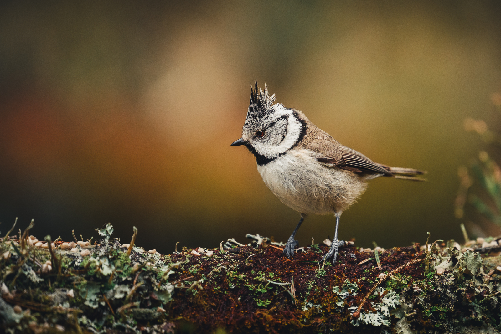 Crested tit on a log with lichen