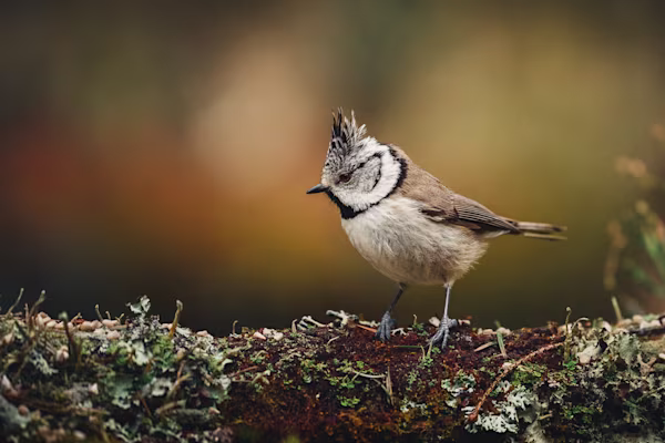Crested tit on a log with lichen