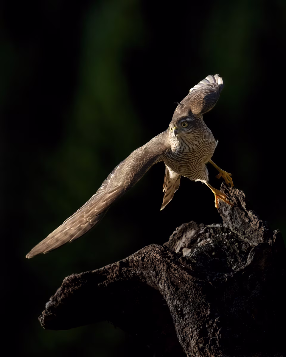 Sparrowhawk ready to hunt