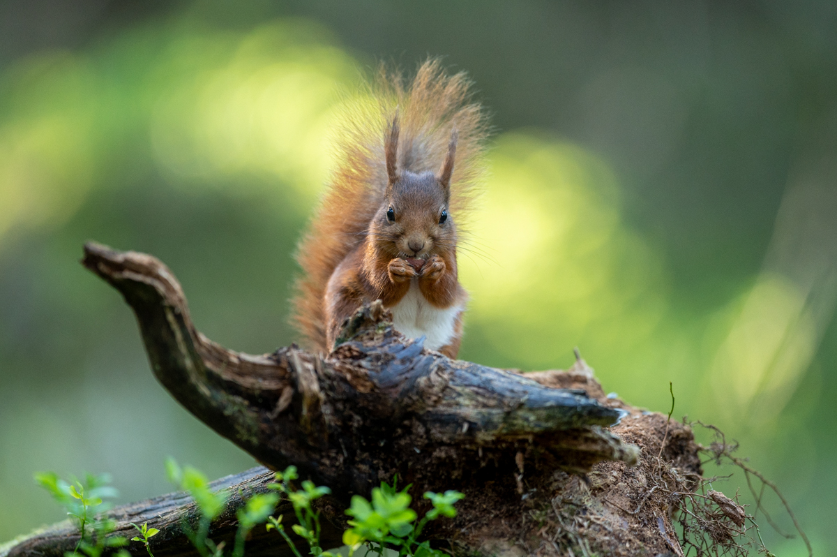 Squirrel feeding in the green forest