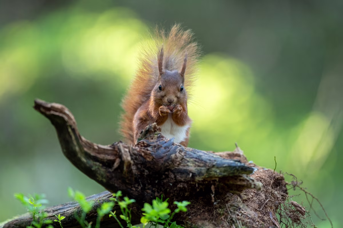Squirrel feeding in the green forest