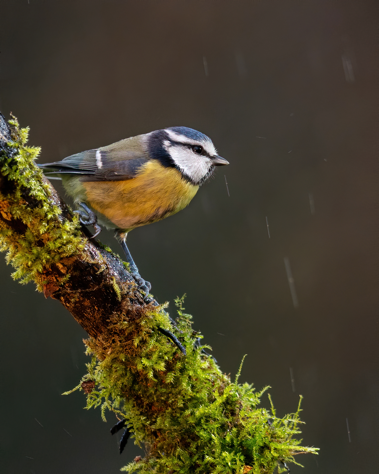 Blue tit in rainy weather